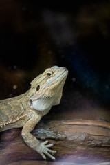Portrait d'un dragon barbu ou agame barbu dans un terrarium