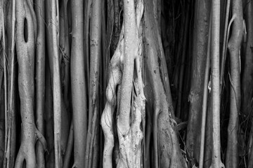 Close up shot of Cypress tree trunk exterior
