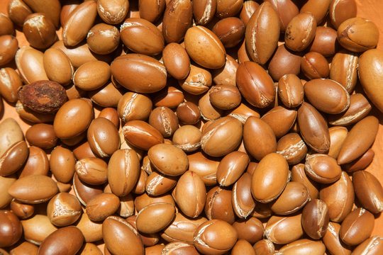 the nuts of the argan tree close-up of solar photo