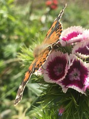 butterfly on flower