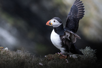 An Atlantic Puffin shakes the rain from its feathers.