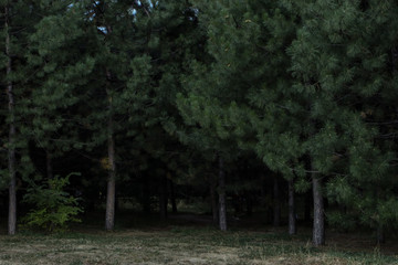 Obraz premium trees in the forest