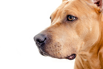 Close up American staffordshire terrier dog