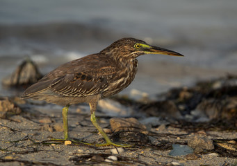 Striated Heron at Busaiteen coast of Bahrain