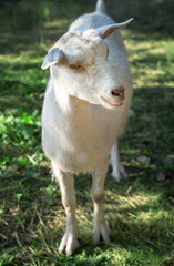White young dairy goat, kid grazing in natural conditions. The Zaanen Breed. The concept of agriculture, of farming.