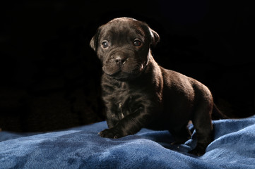 very cute black Labrador Puppy in a studio setup. Looking to the side. Very inspirational 