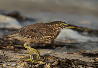 Closeup of a Striated Heron at Busaiteen coast of Bahrain
