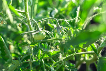Fototapeta na wymiar Growing tomatoes in the garden in the open air, tomato bushes with green tomatoes on the branches. Concept of agricultural selection. The summer and autumn background.