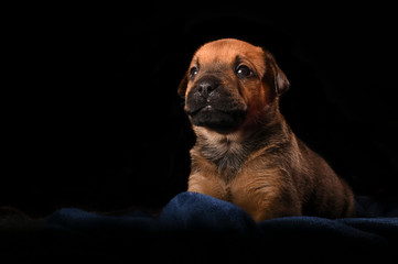 very cute Boerbull Puppy in a studio setup. Looking to the side. Very inspirational 