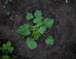 squash plant in garden