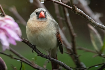 A cardinal sits in a bush waiting for the rain to pass