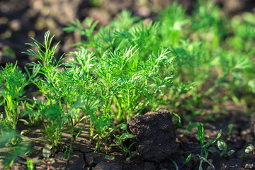 Green young dill grows in the garden in the open air in the black soil. The concept of agriculture,...