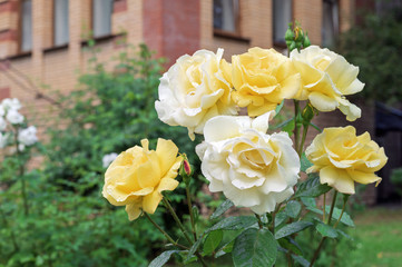 Blooming yellow roses with raindrops on the petals.
