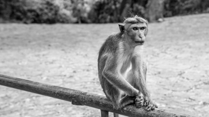 Sri lanka monkey looking into the trees © Sussex Media