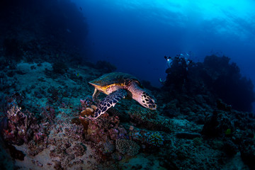 A turtle feeding in Fiji