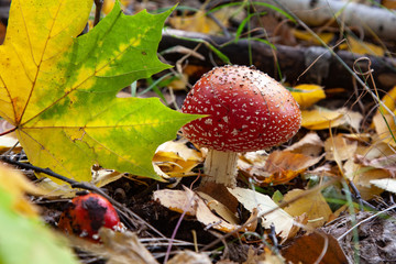 Amanita in the autumn forest among fallen leaves.