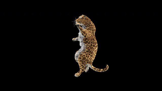 Leopard Fly CG fur, 3d rendering, animal realistic CGI VFX. composition 3d mapping, cartoon, Included in the end of the clip with Alpha matte.