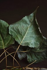 Autumn composition. Autumn leaves of silver poplar on a dark background.