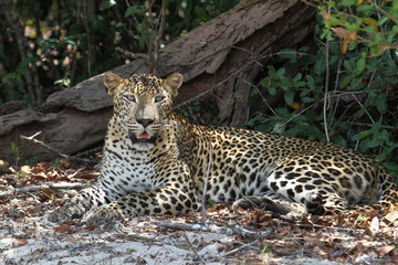 A male leopard is photographed relaxing in the shade.