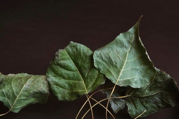 Autumn composition. Autumn leaves of silver poplar on a dark background.
