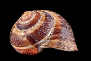 Empty vine snail shell. The shell protects the swordfish from the weather.