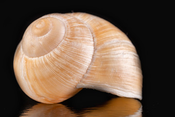 Empty vine snail shell. The shell protects the swordfish from the weather.