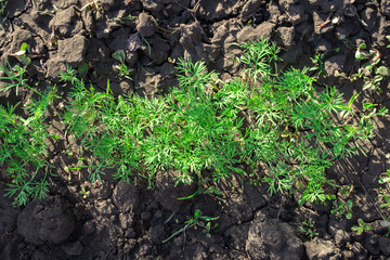 Green young dill grows in the garden in the open air in the black soil. The concept of agriculture, of breeding. Summer and autumn backgrounds.