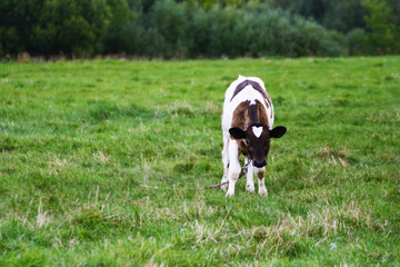 A black and white calf grazes in a green meadow.