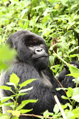 A mountain gorilla in its natural habitat in the jungles of Rwanda.