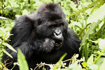 A mountain gorilla in its natural habitat in the jungles of Rwanda.
