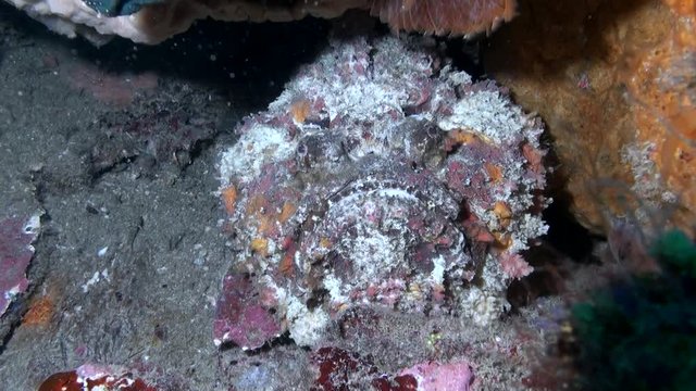  
Reef Stonefish (Synanceia verrucosa) - Philippines