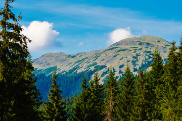Obraz premium Amazing mountain landscape with blue sky with white clouds, sunny summer day in Bukovel Carpathians, Ukraine. Natural outdoor travel background.