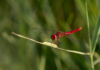 Red-veined darter perched on weed