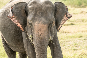 Elephant safari portrait closeup 