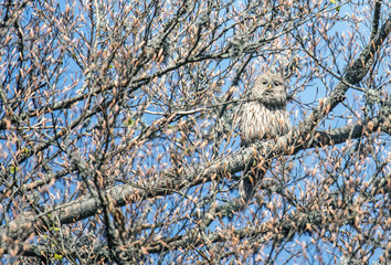 A Ural owl seeks camouflage in the branches of a tree.
