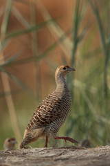 Portrait of a Grey francolin at Khamis, Bahrain