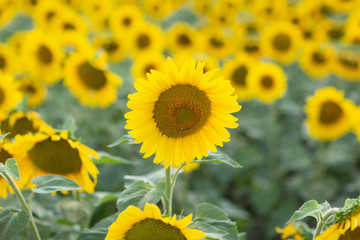 Field of blooming sunflowers. Sunflower oil source
