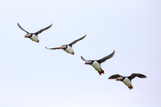 Multiple images of an Atlantic Puffin in flight.