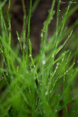 water drops on a grass
