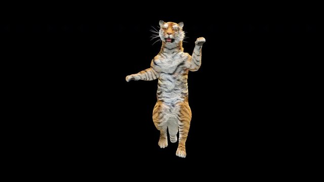 Tiger Fly CG fur, 3d rendering, animal realistic CGI VFX. composition 3d mapping, cartoon, Included in the end of the clip with Alpha matte.