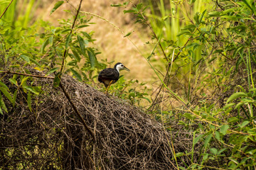 heron standing guard next to lake