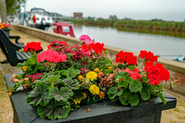 Fototapeta na wymiar Close up of pretty flowers in a planter on the bank of the River Yare in Reedham