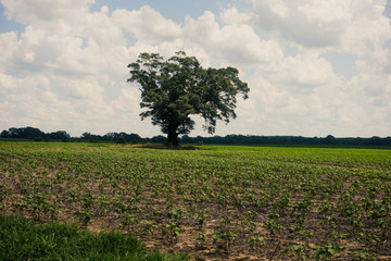 Obraz premium tree in field