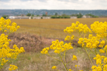 Yellow flowers in the field. Creative vintage background.