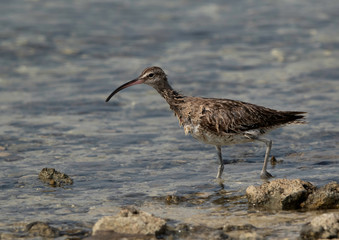 Whimbrel in the morning hours at Busaiteen coast, Bahrain