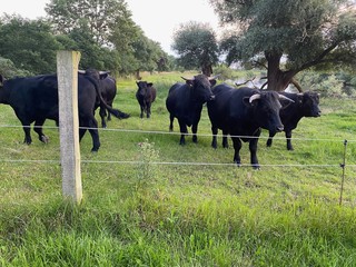Stier