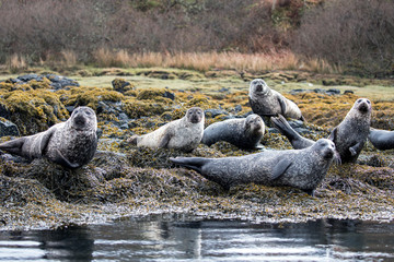 A Grey seal colony photographed in Isle of Skye. 