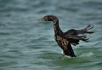 Socotra cormorant shaking its wings while bathing