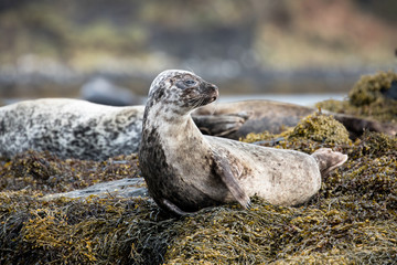Naklejka premium A grey seal rests on seaweed on a rocky coast.