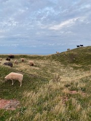 Fototapeta premium Schafe auf Helgoland